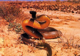 世界上最致命的蛇_蛇图片 第20张